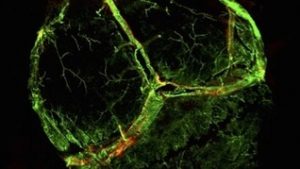 Newly-discovered lymphatic vessels, shown in red, were almost invisible behind larger blood vessels, shown in green (University of Virginia)