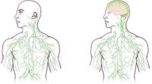 Lymphatic system maps: old (left) and updated (right) to reflect UVA discovery (University of Virginia Health System)