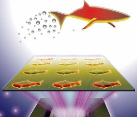 3D-printed microfish containing functional nanoparticles are capable of sensing and removing toxins (J. Warner, UC San Diego Jacobs School of Engineering)