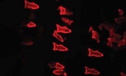 Fluorescent image demonstrating the detoxification capability of the microfish (W. Zhu and J. Li, UC San Diego Jacobs School of Engineering)