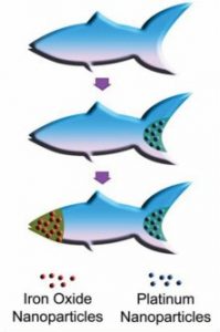 Functionalizing the microfish with nanoparticles (W. Zhu and J. Li, UC San Diego Jacobs School of Engineering)